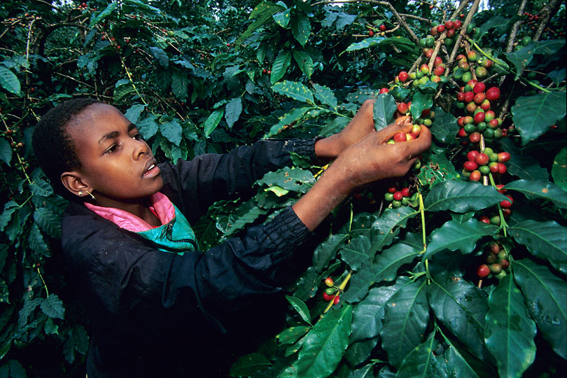 The Chagga are best known for growing &lt;p&gt;Arabica coffee being a primary cash crop.