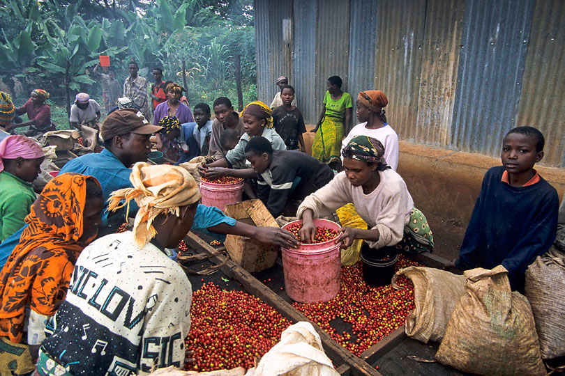 During the coffee picking season villagers &lt;p&gt;find work on the coffee plantations.