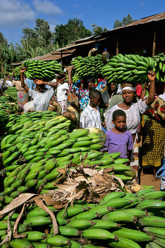 Cocking bananas sold on the &lt;p&gt;Mwika market in East Kilimanjaro.