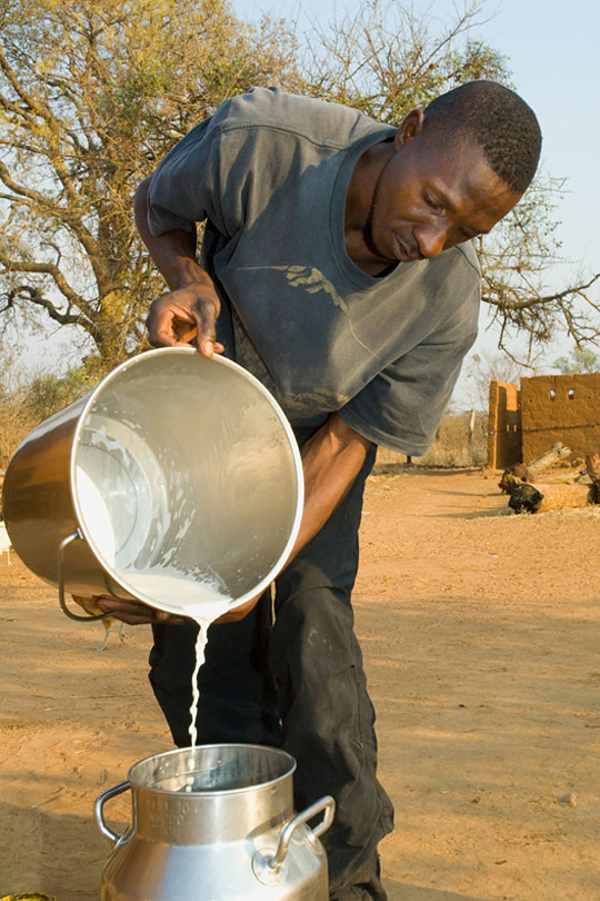 The milk is collected for transport &lt;p&gt;to the dairy co-operative