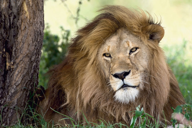 Male lion resting in the shade of a tree, Ndutu, Ngorongoro, Tanzania