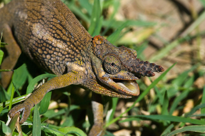 Two-Horned Chameleon, Kilimanjaro, Tanzania