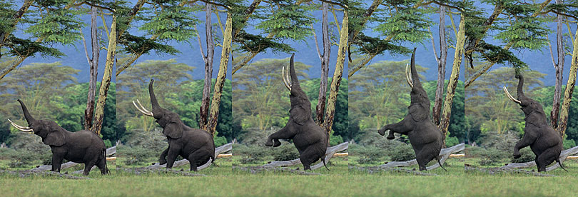 African elephant bull feeding on an Acacia tree,&lt;p&gt; Ngorongoro Crater, Tanzania